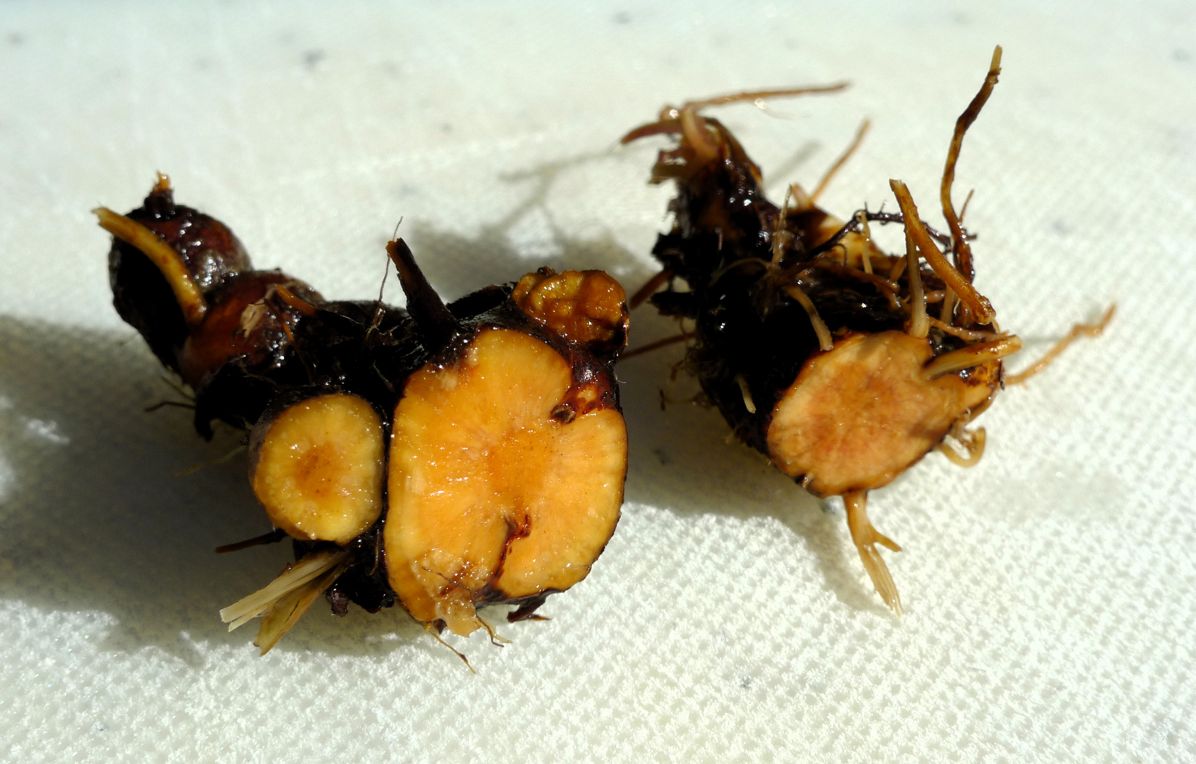 Erect Cinquefoil photo 6