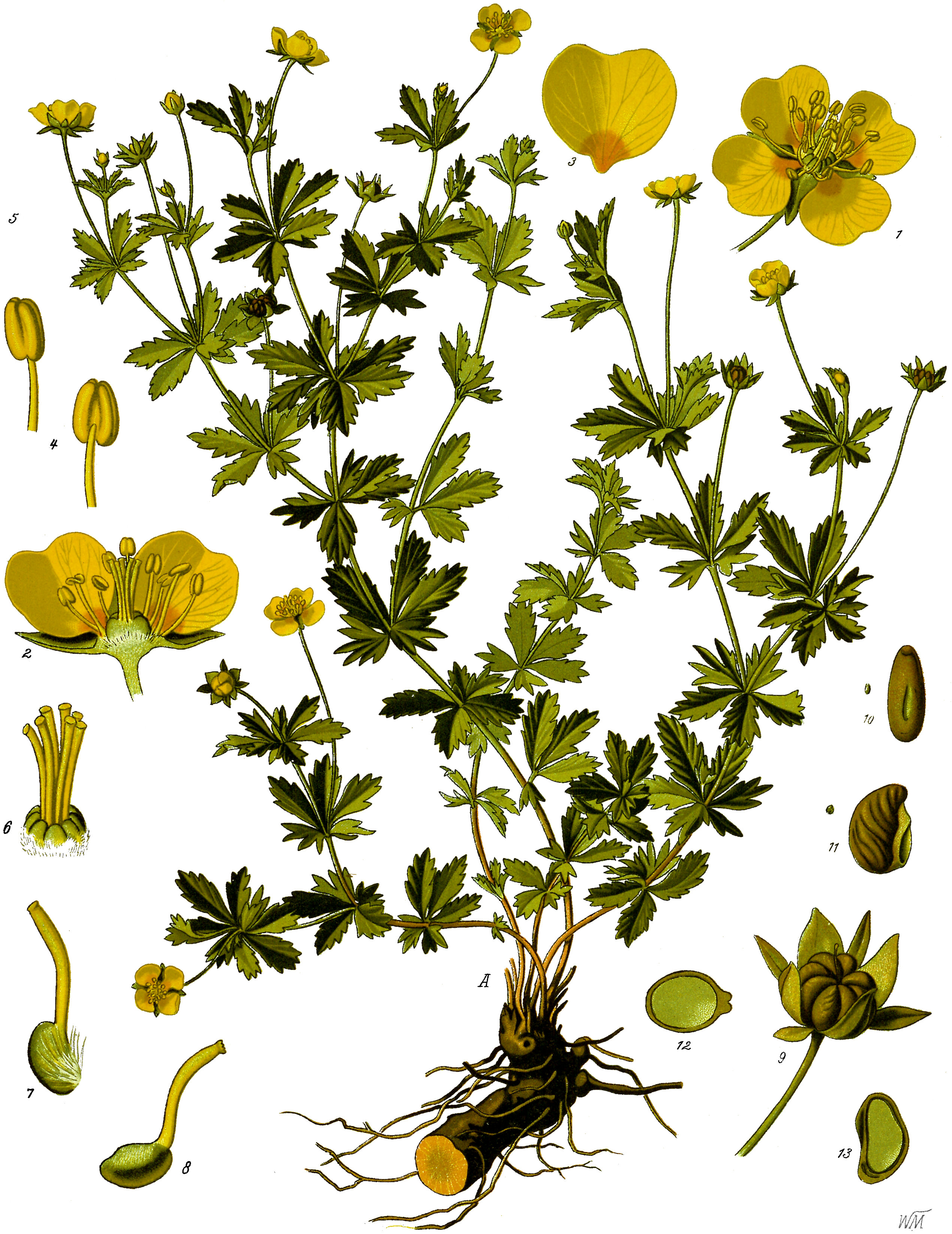 Erect Cinquefoil