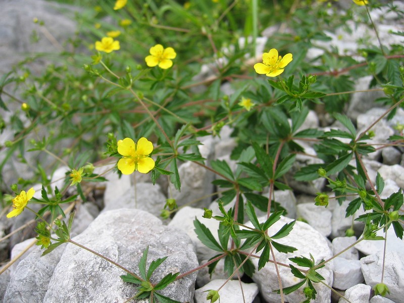 Erect Cinquefoil photo 2
