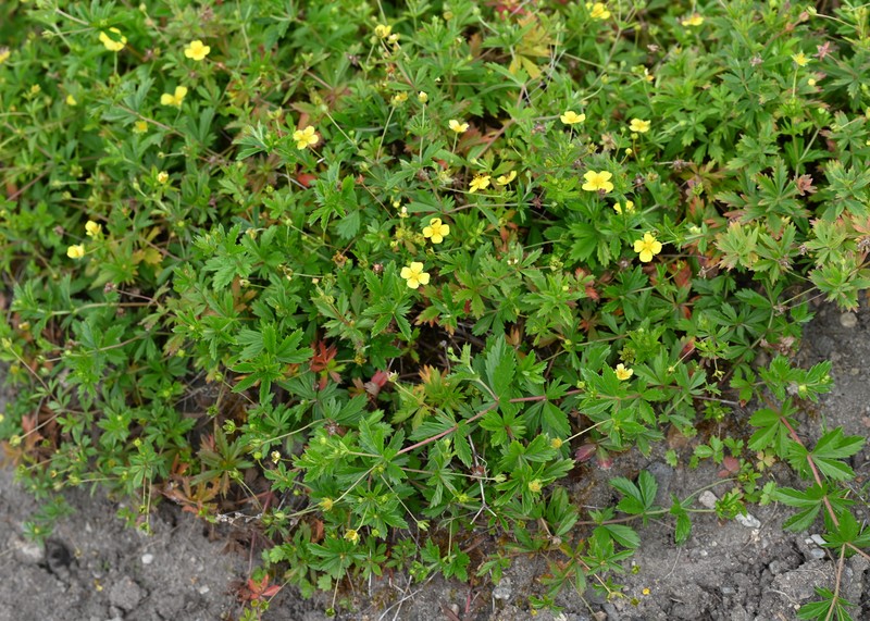 Erect Cinquefoil photo 3