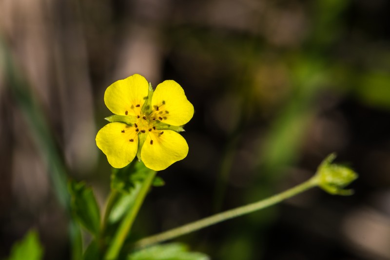 Erect Cinquefoil photo 4