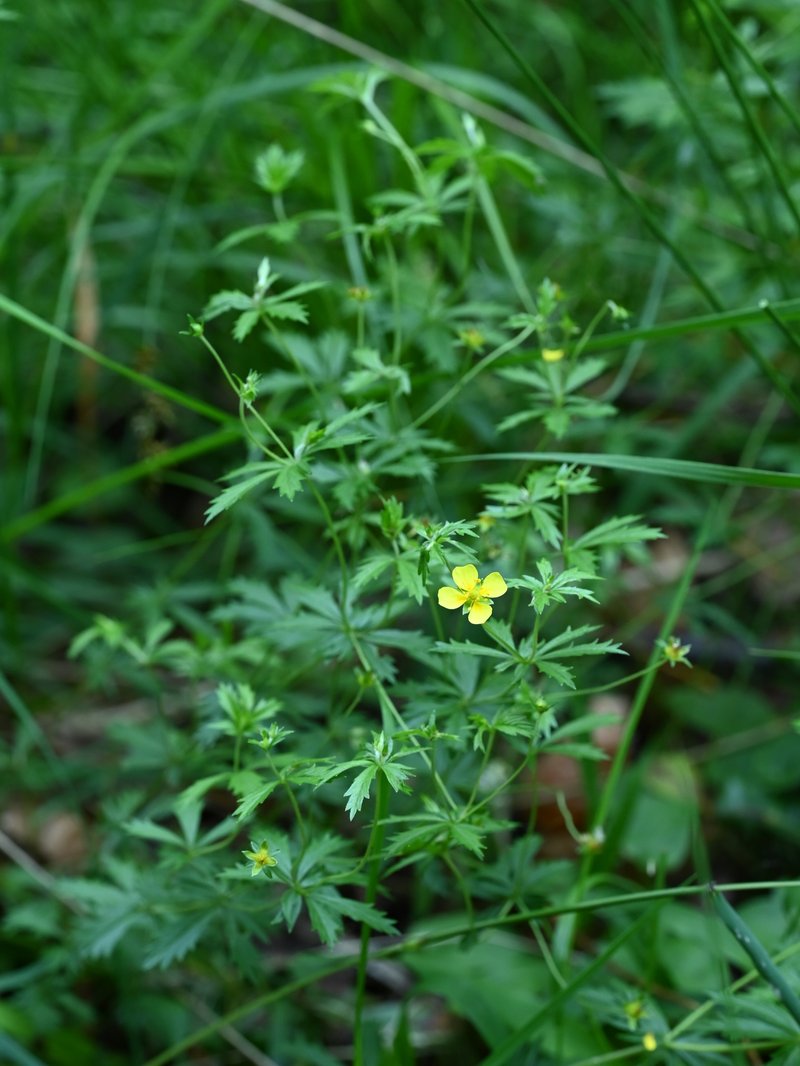 Erect Cinquefoil photo 7