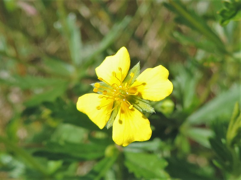 Erect Cinquefoil photo 8