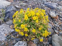 Potentilla eriocarpa