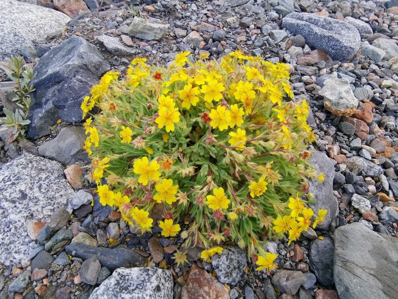 Potentilla eriocarpa