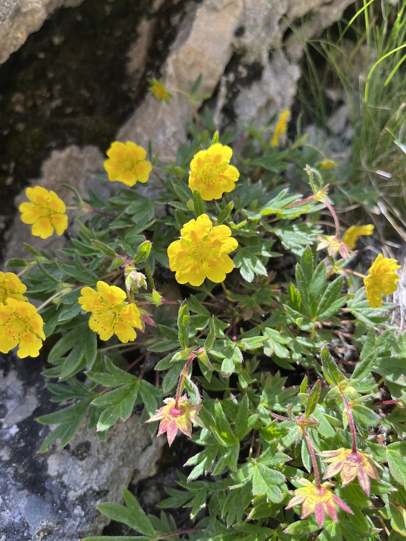Potentilla eriocarpa photo 2