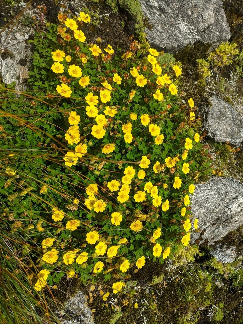Potentilla eriocarpa photo 3