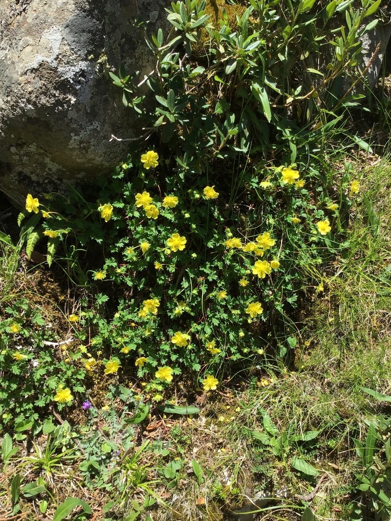 Potentilla eriocarpa photo 4