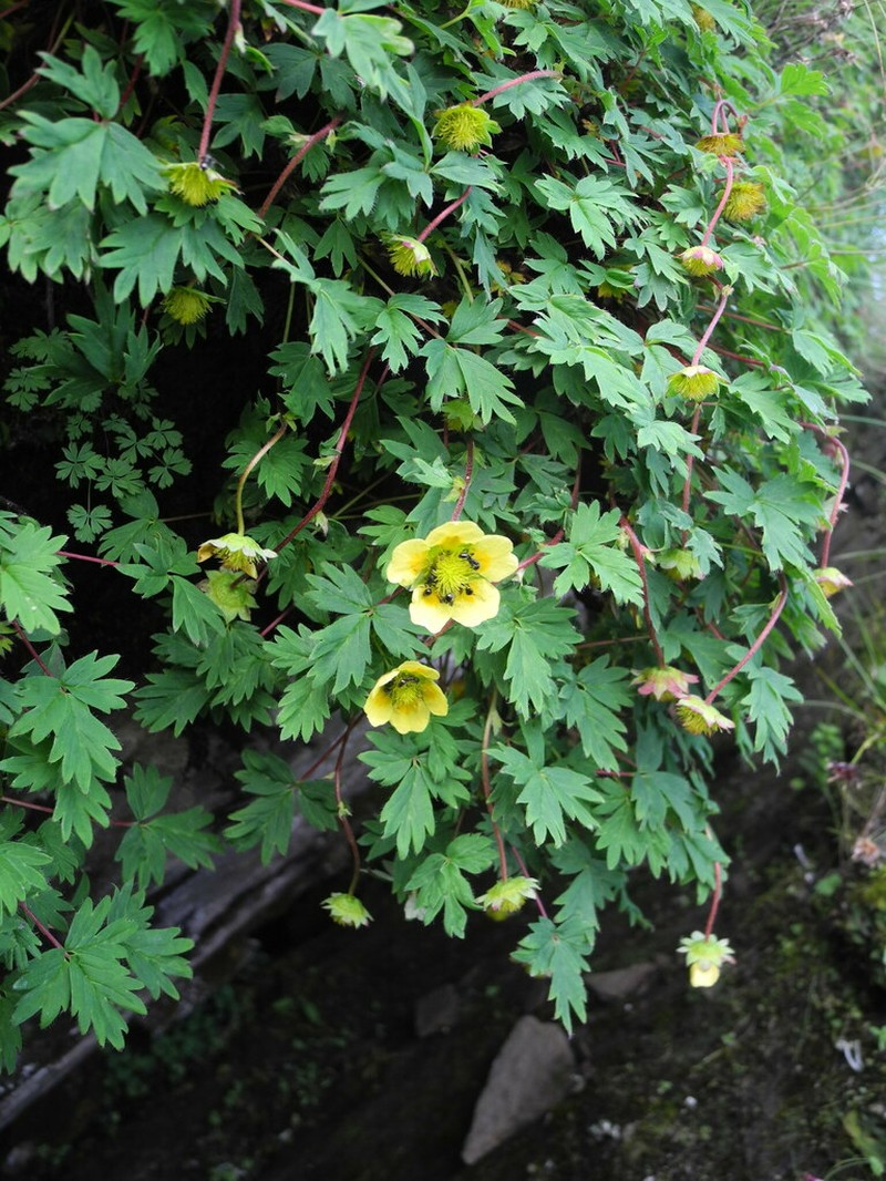 Potentilla eriocarpa photo 5