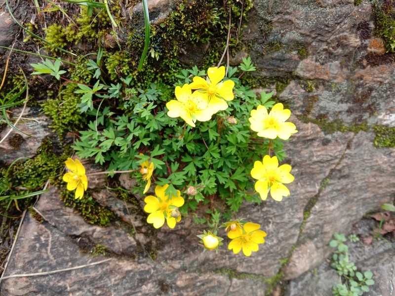 Potentilla eriocarpa photo 6