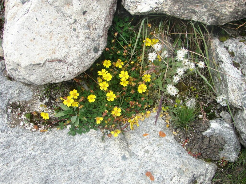 Potentilla eriocarpa photo 7