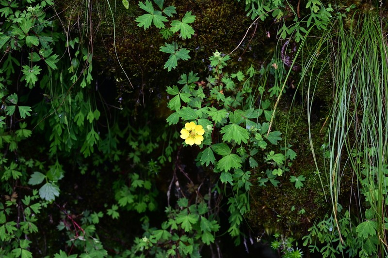 Potentilla eriocarpa photo 8