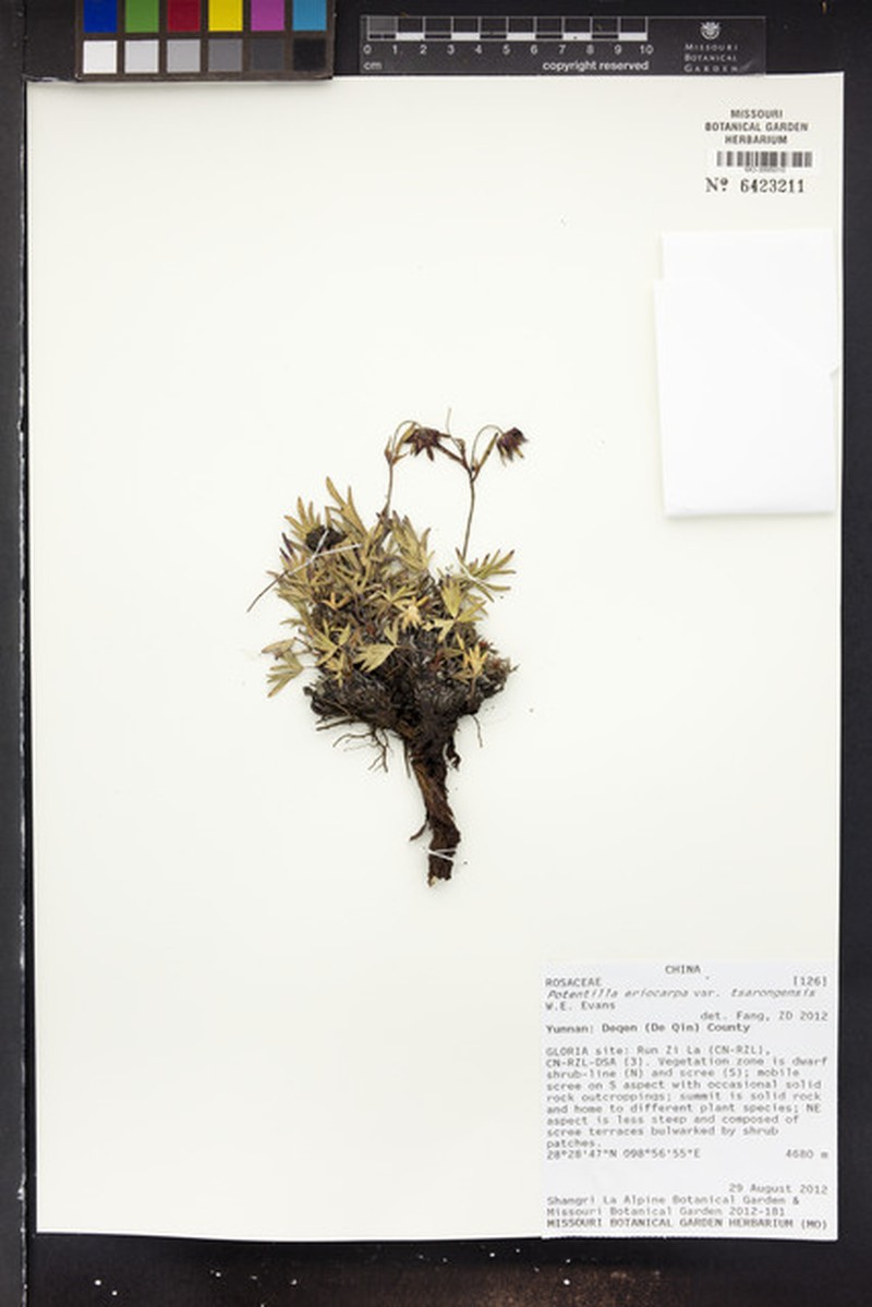 Potentilla eriocarpa var. tsarongensis