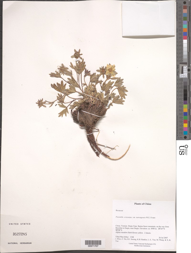Potentilla eriocarpa var. tsarongensis photo 2