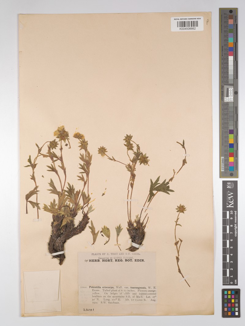 Potentilla eriocarpa var. tsarongensis photo 3