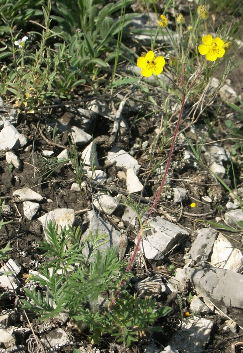 Potentilla eversmanniana