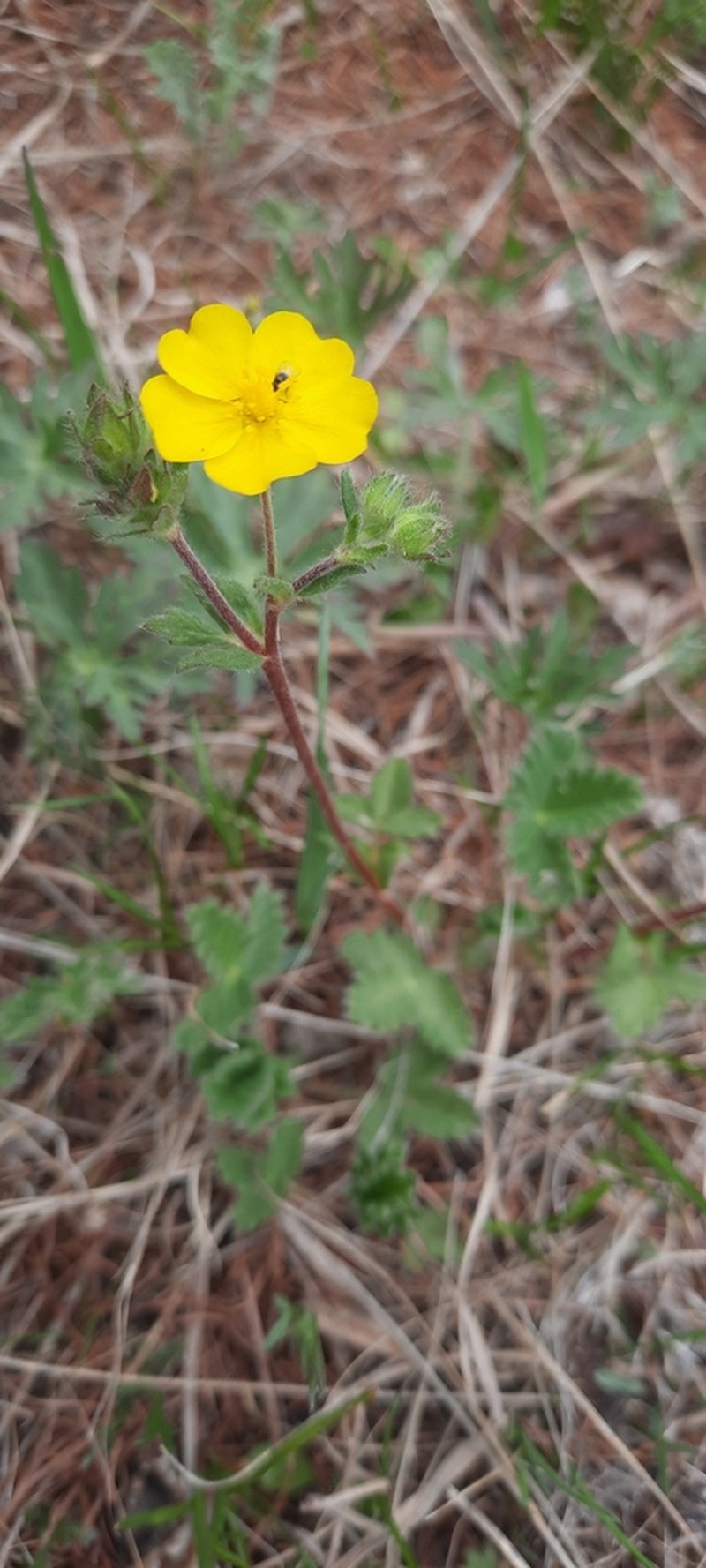 Potentilla evestita