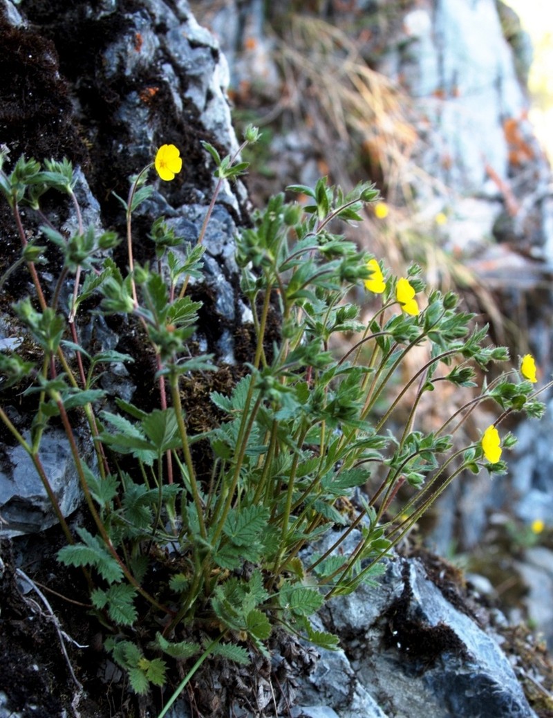 Potentilla evestita photo 2
