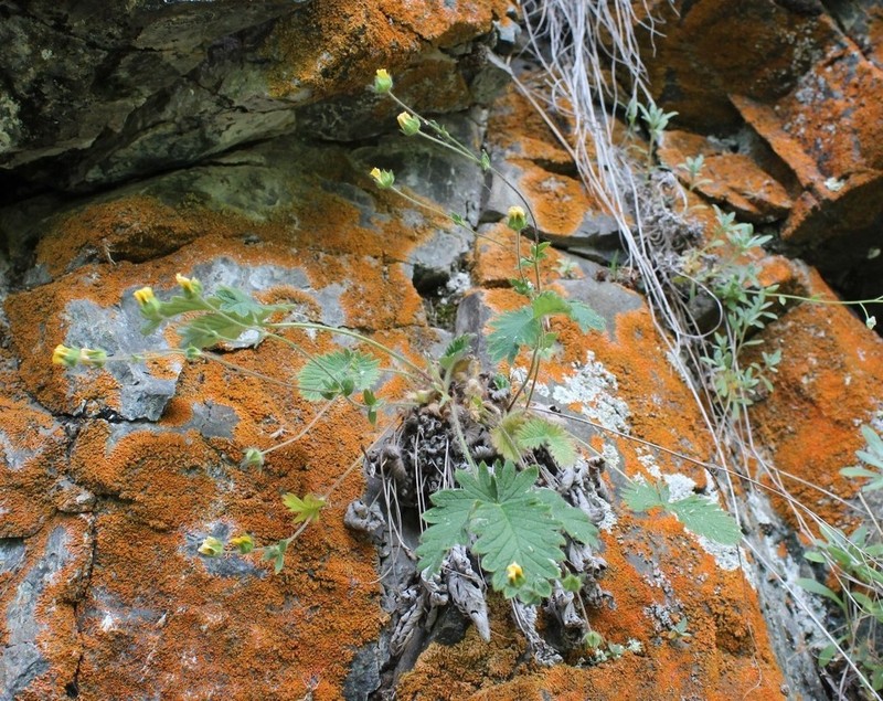Potentilla evestita photo 3