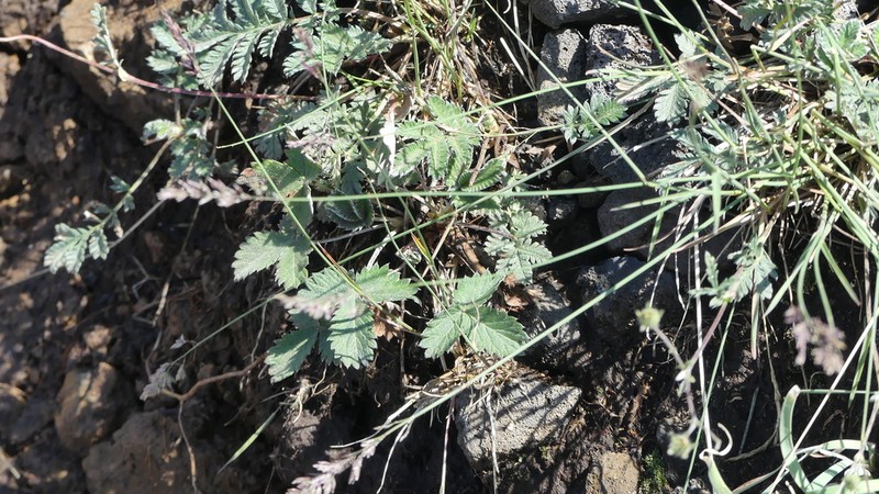 Potentilla evestita photo 4