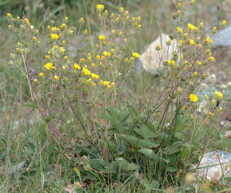 Potentilla evestita photo 5