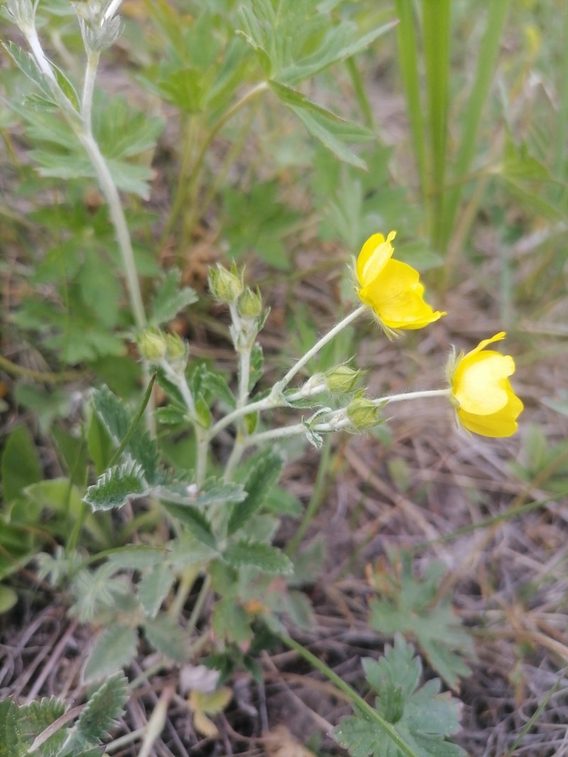 Potentilla evestita photo 6