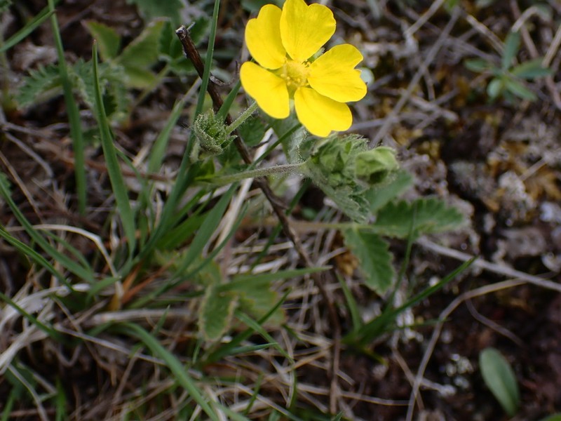 Potentilla evestita photo 7