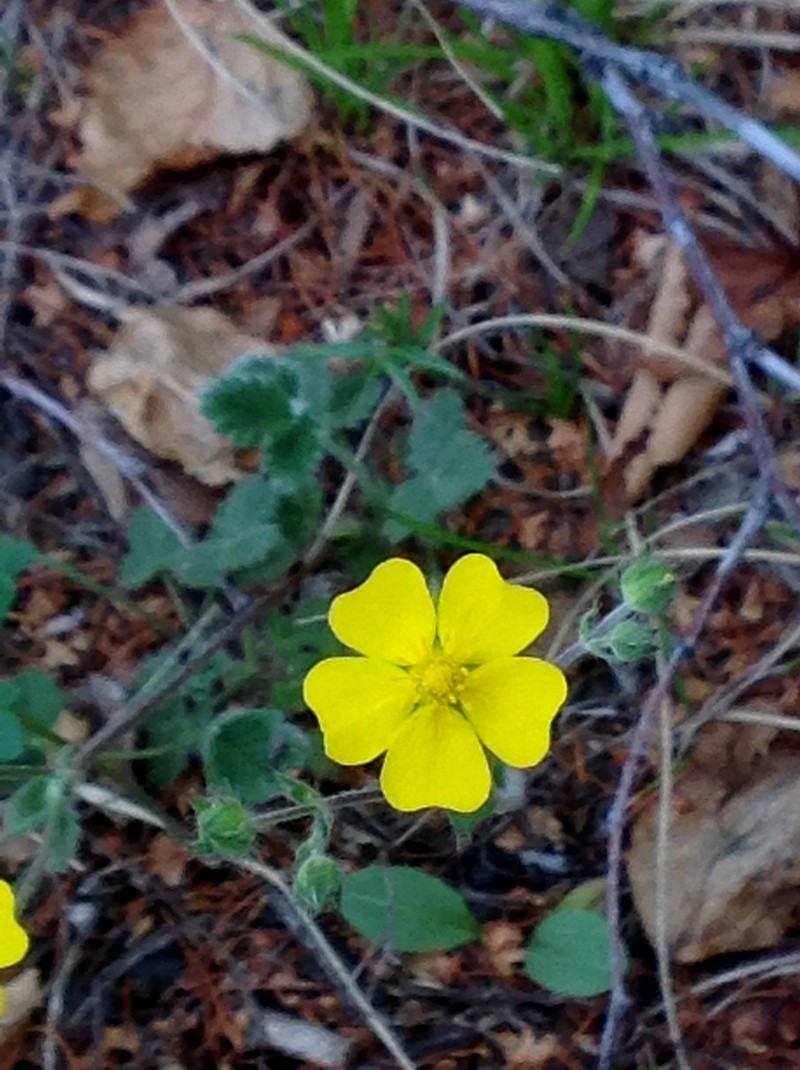 Potentilla evestita photo 8