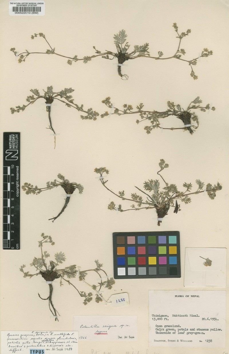 Potentilla exigua