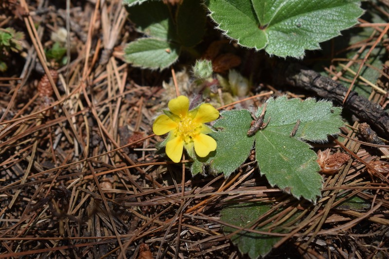 Potentilla exsul