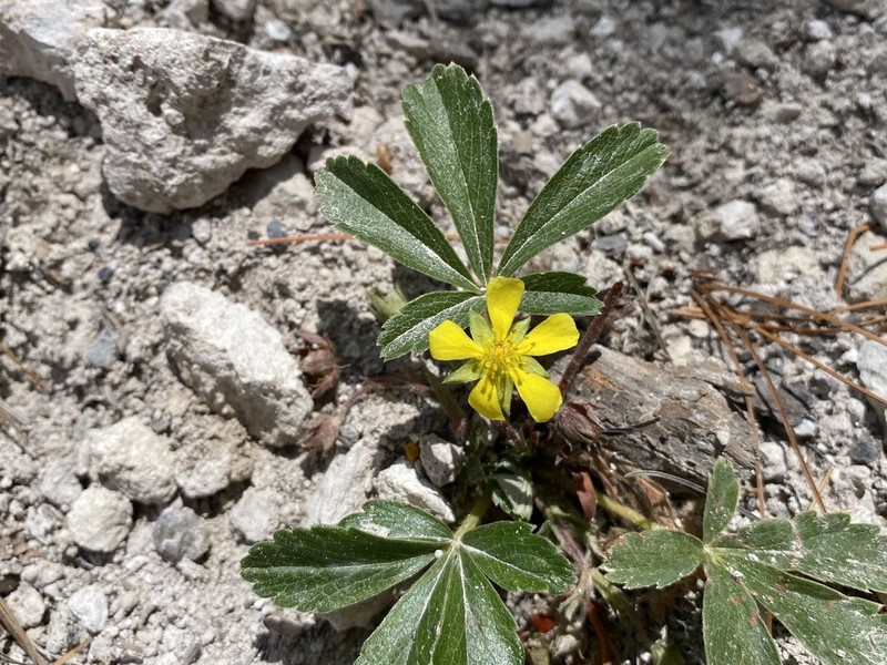Potentilla exsul photo 2