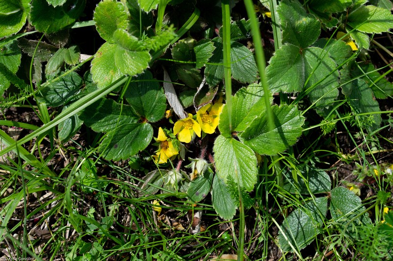 Potentilla exsul photo 4