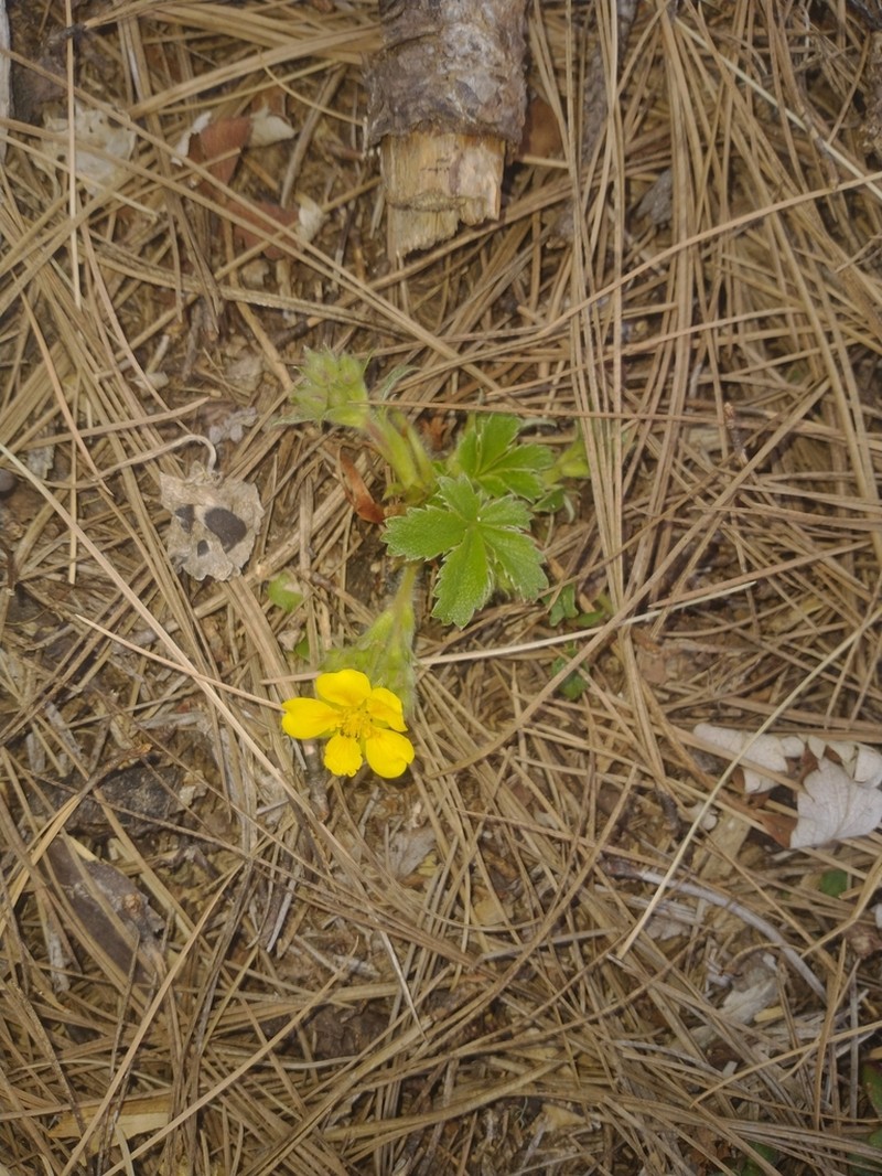Potentilla exsul photo 5