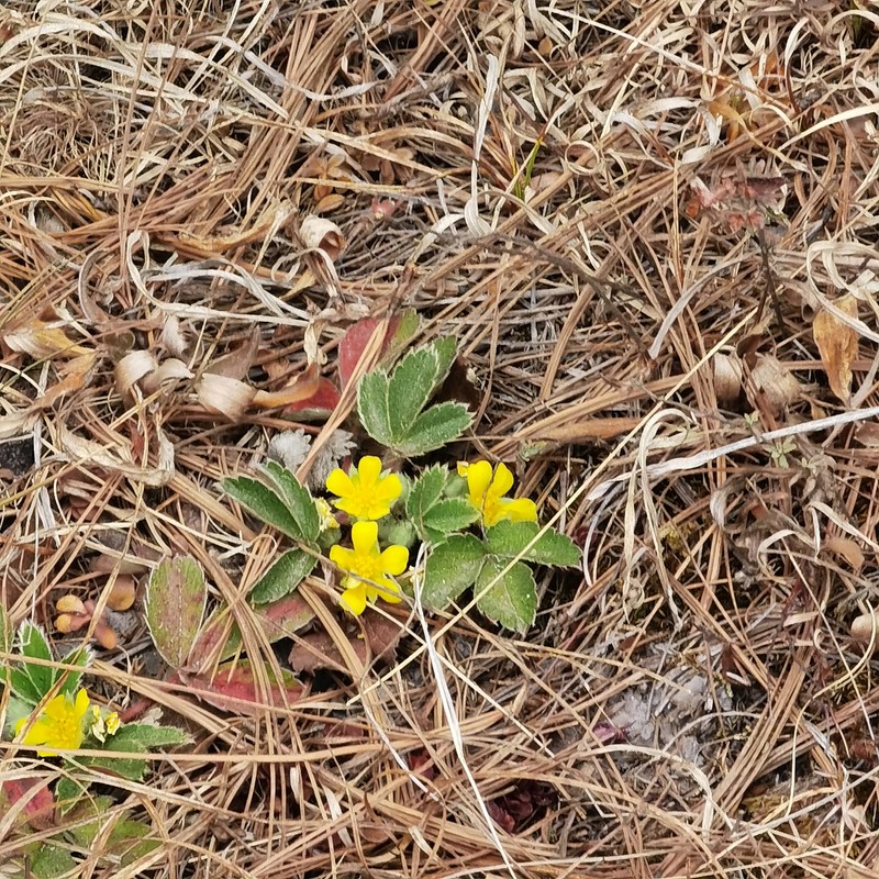 Potentilla exsul photo 6