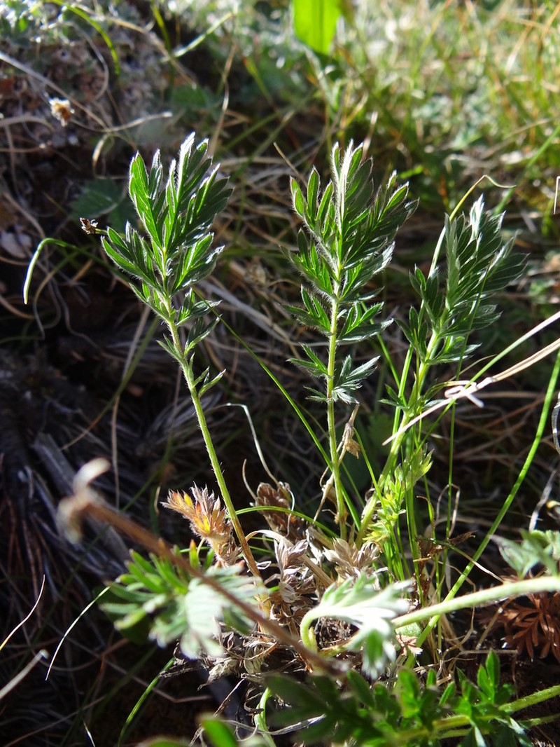 Potentilla exuta