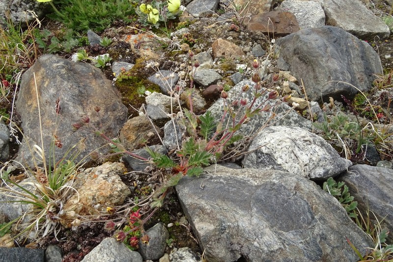 Potentilla exuta photo 2