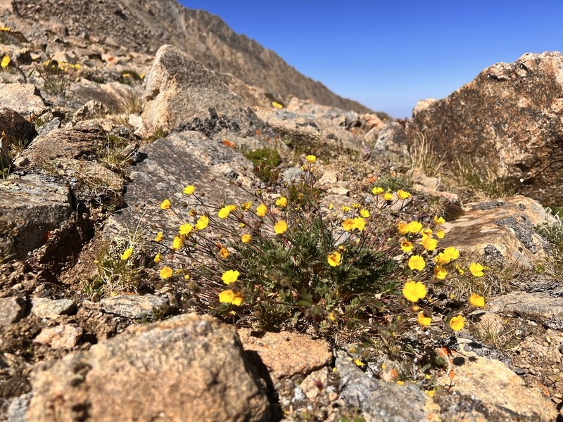 Potentilla exuta photo 3