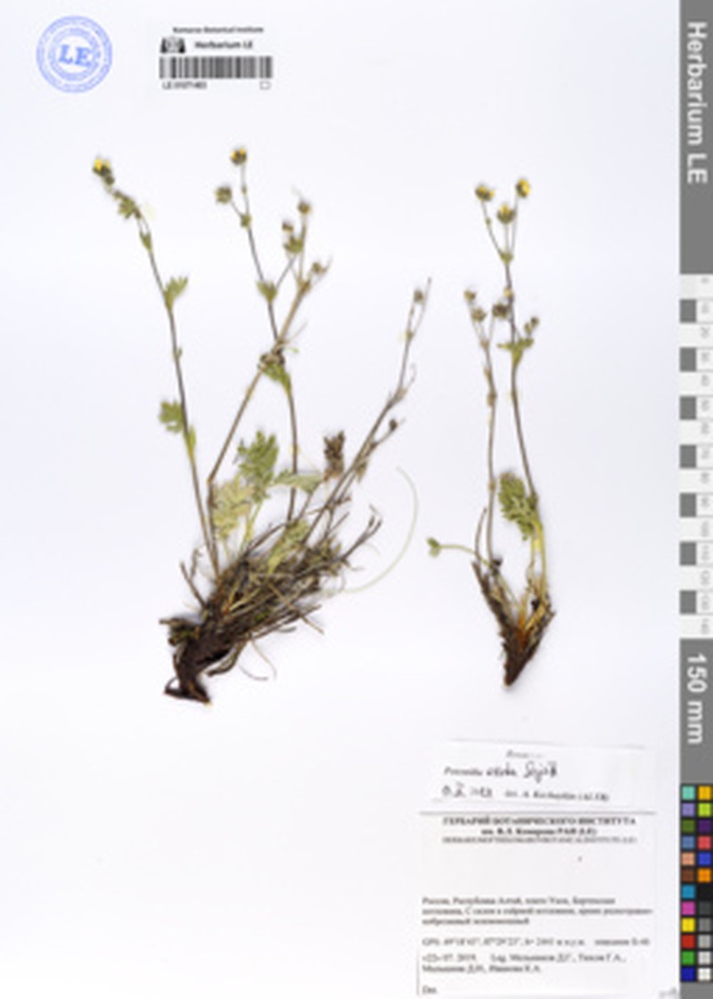 Potentilla exuta photo 5