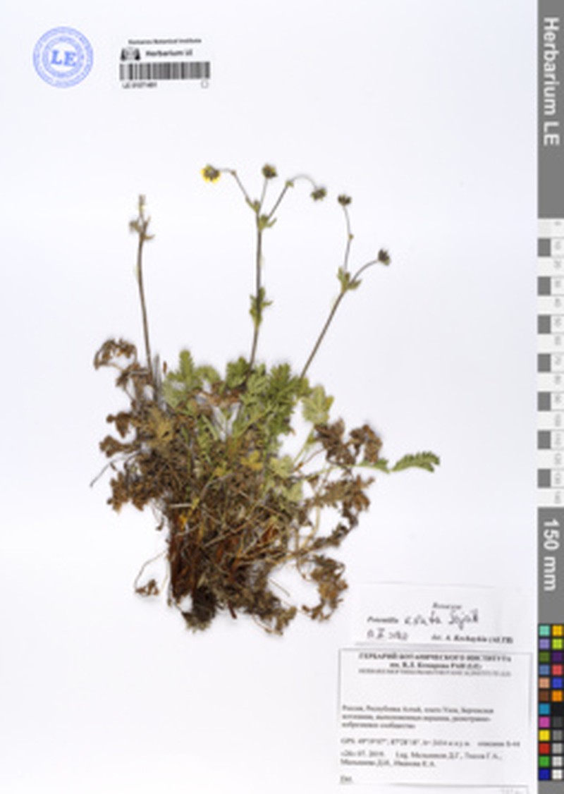Potentilla exuta photo 6