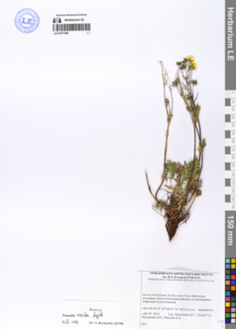 Potentilla exuta photo 7