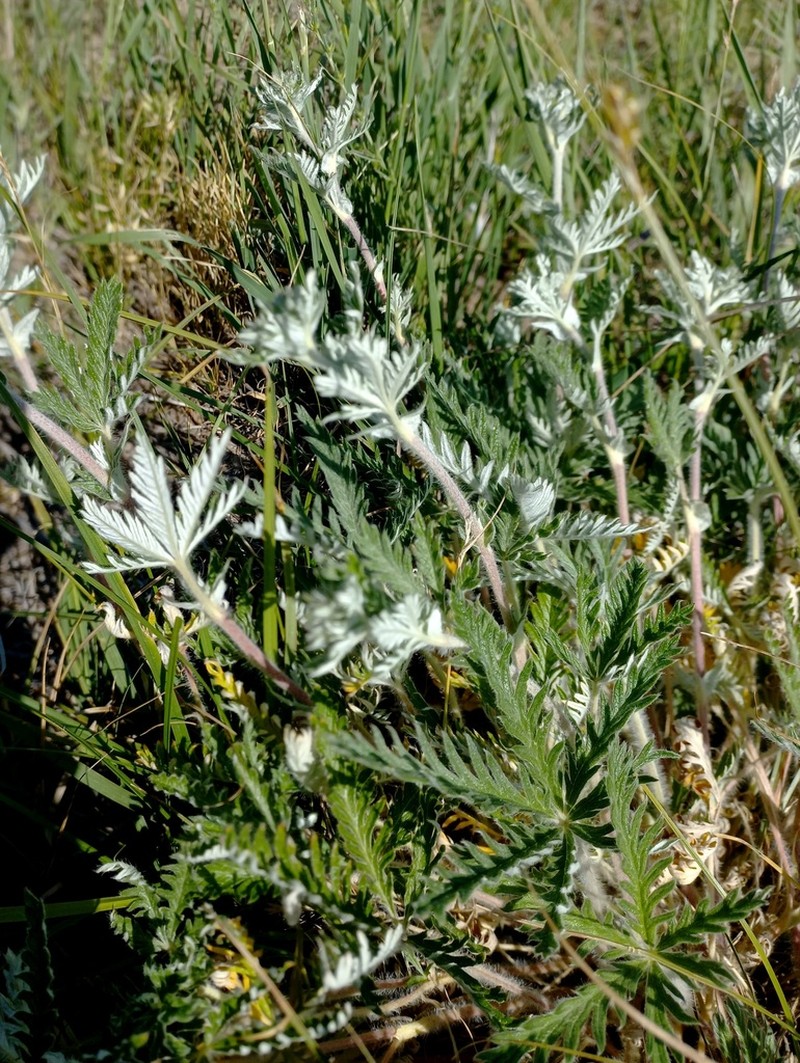 Potentilla fedtschenkoana