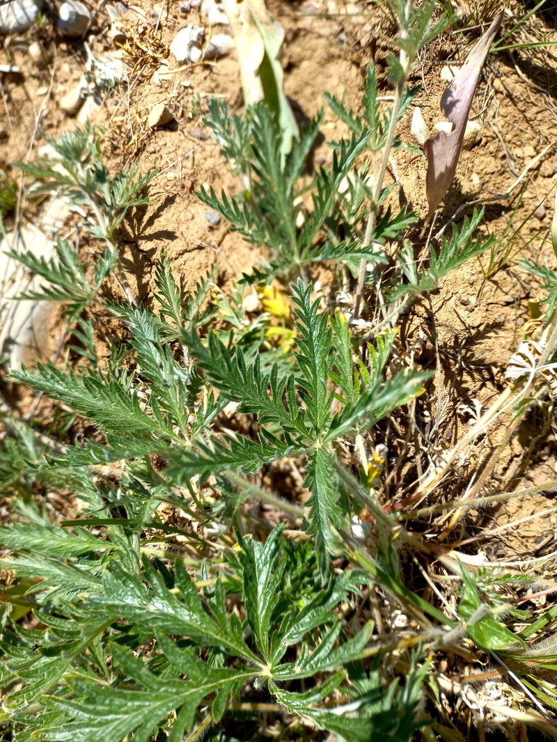 Potentilla fedtschenkoana photo 3