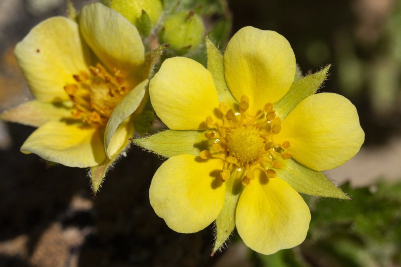 Bigflower Cinquefoil