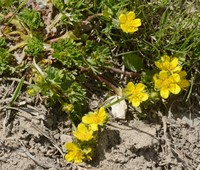 Potentilla flabellata