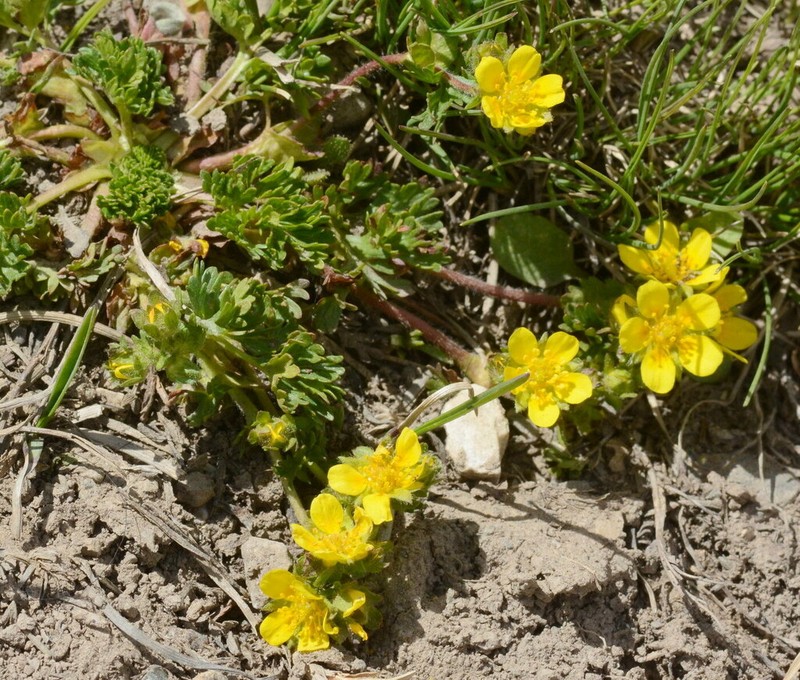 Potentilla flabellata