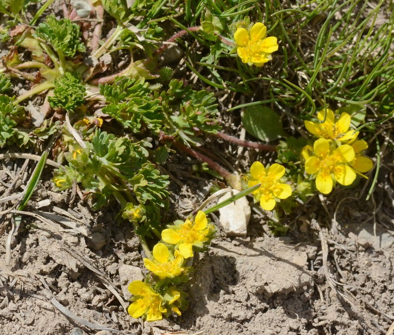 Potentilla flabellata photo 2