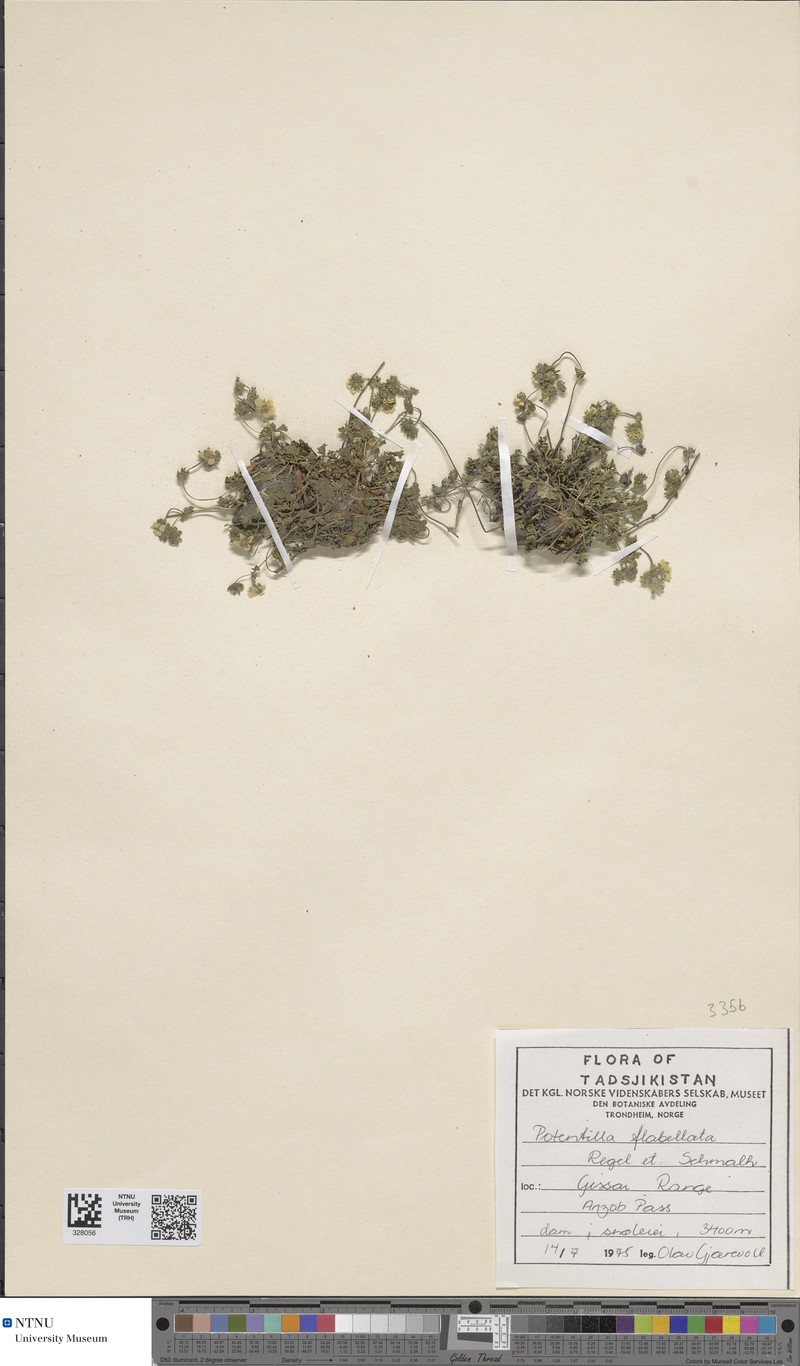Potentilla flabellata photo 3