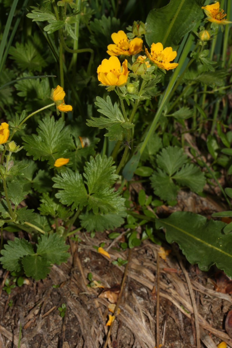 High Mountain Cinquefoil