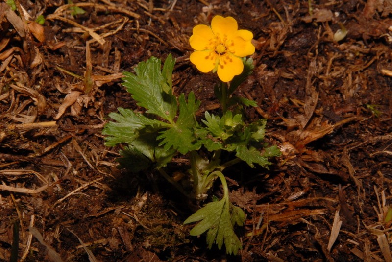 High Mountain Cinquefoil photo 2