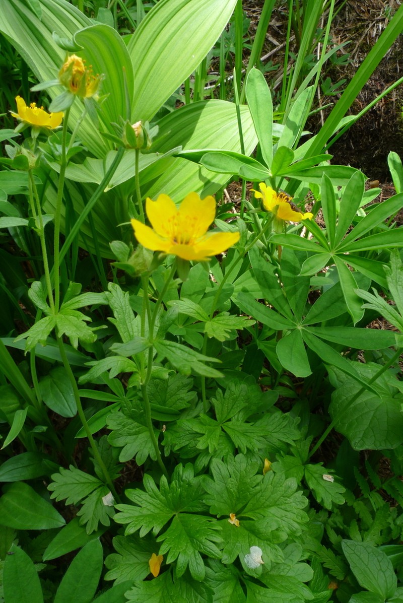 High Mountain Cinquefoil photo 3